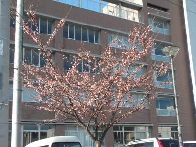 多賀市民プラザ紅寒桜
