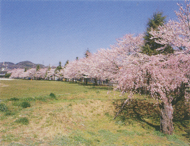 桐木田市民広場の桜