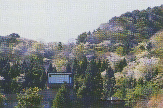 本山の桜
