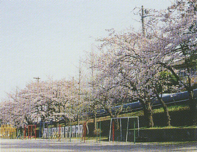 中小路小学校の桜