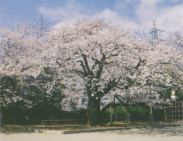 助川小学校の四代桜