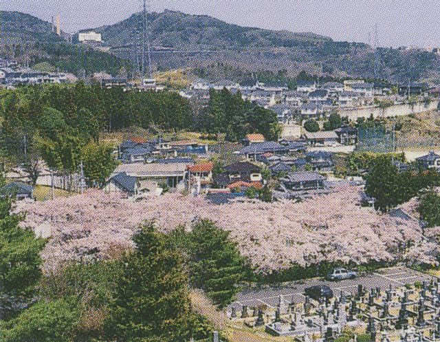 東平霊園の桜