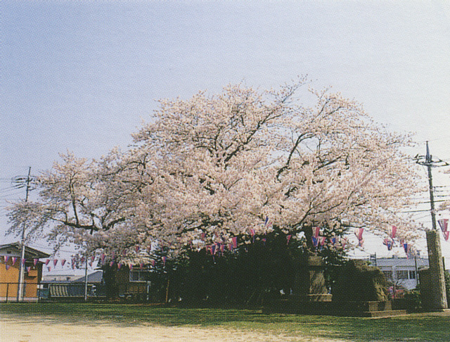 日高交流センターの桜