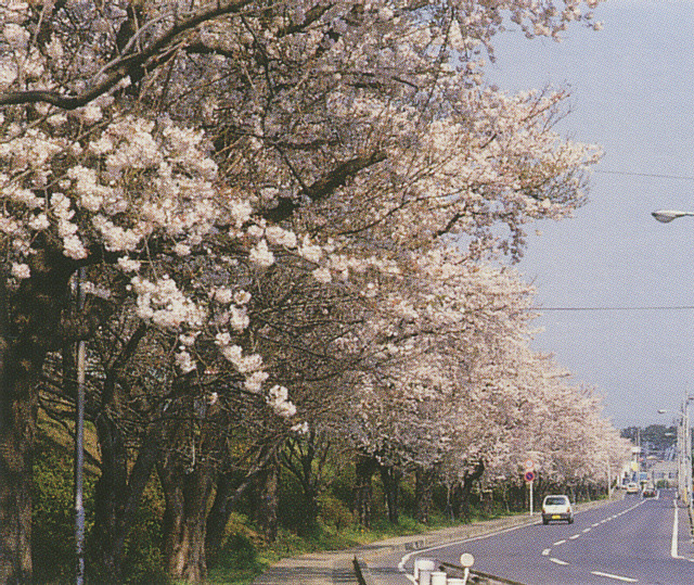 日立電線日高工場周辺の桜