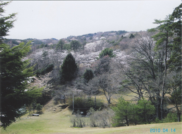 小木津山自然公園の桜
