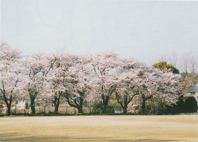 十王中学校の桜