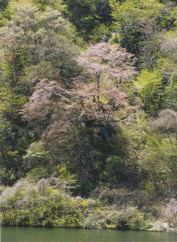 十王ダムの石割桜