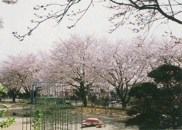櫛形幼稚園の桜