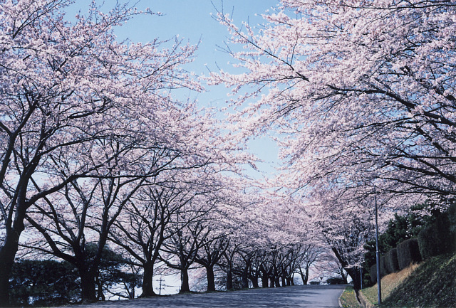 日立研究所の桜