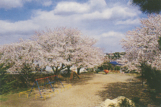まえはら児童公園の桜