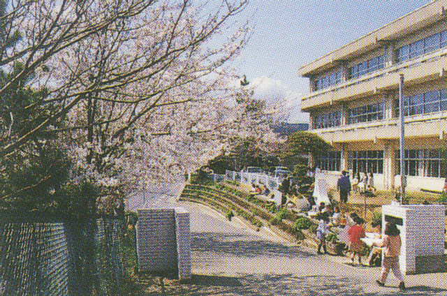 水木小学校の桜