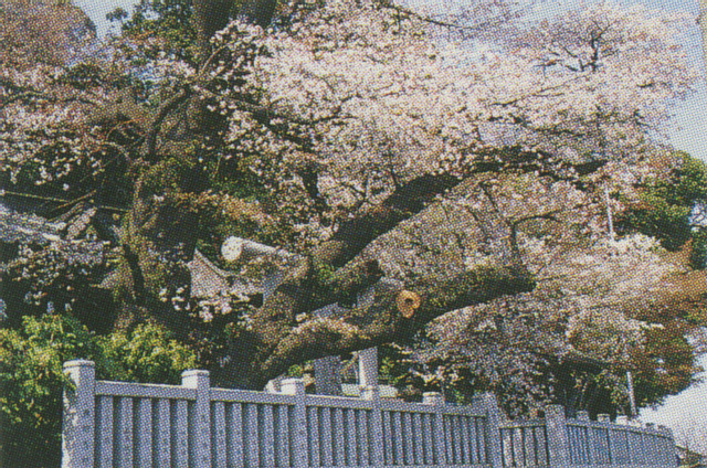 大甕神社の山桜