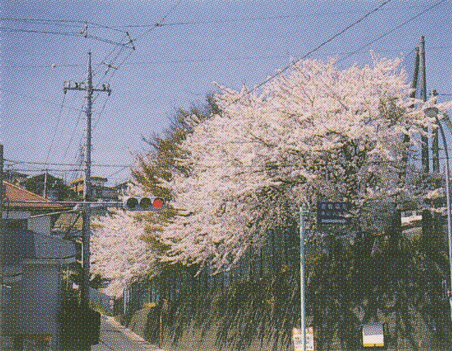 塙山小学校の桜