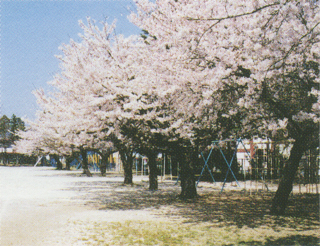 大久保小学校の桜