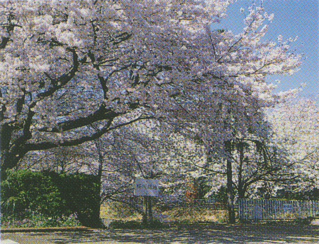 桜川緑地の桜