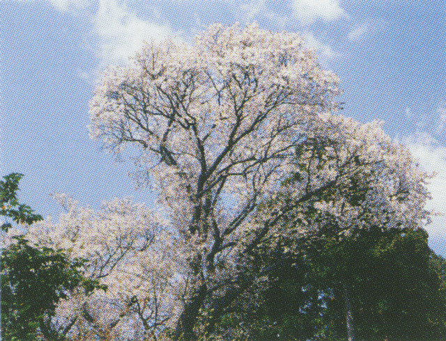 諏訪の山桜