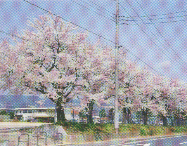 多賀中学校の桜